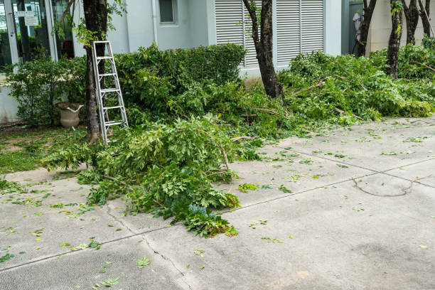 Why Choose Our Tree Removal Services in Berwick, PA?