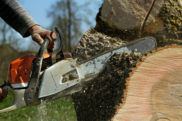 Best Storm Damage Tree Cleanup  in Berwick, PA